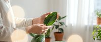 Woman caring for houseplant leaves in bright home interior with natural light and potted plants creating peaceful gardening atmosphere.