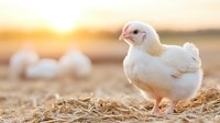 Young white chicken standing on straw at sunset with soft golden light and blurred eggs in background, farm scene showing poultry life cycle and agricultural concept.