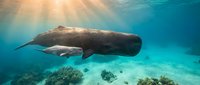 Majestic sperm whale swimming gracefully through crystal clear turquoise ocean waters above vibrant coral reef with dramatic sunlight rays filtering down.
