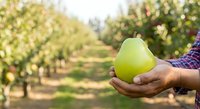 Farmer holding fresh green pear in orchard during harvest season. Agricultural worker displaying organic fruit produce in garden with rows of trees in background.
