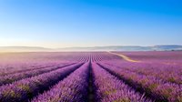 Vast lavender field with purple blooms in organized rows stretching toward distant mountains under clear blue sky at sunrise, suitable for travel, agriculture, and nature backgrounds.