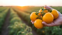 Fresh ripe orange tomatoes held in hands at sunset over agricultural field rows, organic farming harvest concept for healthy food and agriculture.