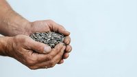 Male hands holding sunflower seeds against white background, suitable for agriculture, nutrition, health and farming related projects and designs.