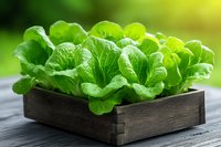 Fresh green lettuce leaves growing in wooden box on rustic table, natural sunlight and bokeh background, organic homegrown vegetables for healthy eating.