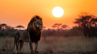 Majestic male lion standing in African savanna grassland at sunset, silhouetted against orange sky with glowing sun and acacia trees in background.