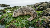 Spotted seal resting on seaweed-covered rocks along rocky coastline with tidal pools and marine vegetation during low tide.