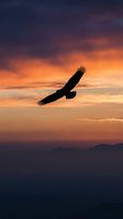 Majestic eagle soaring through dramatic sunset sky with vibrant orange and purple clouds over mountain silhouettes creating inspiring freedom concept.