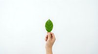 Hand holding fresh green leaf against white background symbolizing environmental awareness, sustainability and eco-friendly lifestyle choices.
