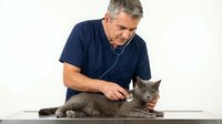 Middle-aged Caucasian male veterinarian examining gray tabby kitten with stethoscope on white examination table in clinic setting.