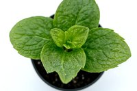 Fresh mint plant with textured green leaves growing in small pot, close-up view on white background, suitable for culinary and gardening concepts.