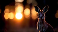 Kangaroo portrait with warm golden bokeh lights in background creating magical evening atmosphere for wildlife photography and nature concepts.