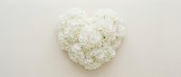 White carnation flowers arranged in heart shape on neutral background for wedding decoration and romantic occasions.