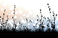 Silhouettes of delicate wildflowers and grass stems against dreamy bokeh background in soft blue and peach tones create serene natural scenery. Suitable for wall art.