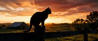 Cat silhouette perched on a wooden fence post at golden sunset with dramatic sky, rural farm and trees in warm evening light.