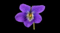 Vibrant purple pansy flower with yellow center, isolated on transparent background. Ready for t-shirt designs, clipart, stickers, print-on-demand products, and sublimation projects.