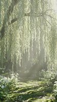 Serene weeping willow branches cascade over tranquil garden path with dappled sunlight filtering through delicate green foliage creating peaceful natural sanctuary.