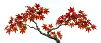Red maple tree branch with vibrant autumn leaves isolated on transparent background for seasonal design projects and nature graphics.