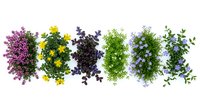 Fresh herbs and edible flowers arranged in colorful rows on white background, featuring purple basil, yellow blooms, dark leaves and green herbs.