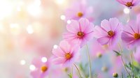 Delicate pink cosmos flowers in soft focus against blurred bokeh background, creating dreamy spring garden atmosphere with gentle morning light and dew drops.
