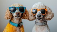 Two poodle dogs wearing colorful sunglasses and collars, looking stylish and playful against light background. Fun pet portrait showing personality and fashion.