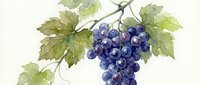 Watercolor grape cluster with green leaves on white background, hand drawn botanical illustration for wine labels, kitchen decor and culinary designs.
