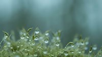 Fresh green moss with sparkling water droplets in soft morning light creating natural macro photography background for organic wellness concepts.