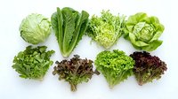 Young green and red lettuce varieties arranged on white background, including romaine, butterhead and leaf lettuce for salad preparation and cooking.
