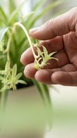 Protective hands gently holding small green plant seedling with spider plant babies in soft natural light for growth and nurturing concepts.