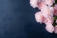 Delicate pink peonies arranged in corner composition against dark navy background, creating dramatic contrast. Soft petals add romantic mood for wedding designs.