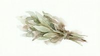 Dried herb bundle with sage and botanical foliage isolated on white background, suitable for wellness, culinary, and design projects.