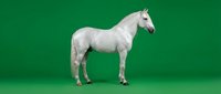 White horse standing in profile on green background isolated for design projects and marketing materials.