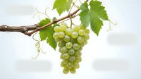 Fresh green grapes hanging from vine branch with leaves isolated on white background for winemaking agriculture harvest design projects.