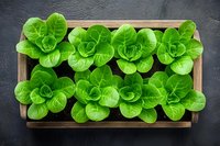 Fresh green butter lettuce heads growing in wooden box on dark background, top view. Organic produce for healthy eating and salad preparation.