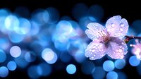 Delicate pink cherry blossom with water droplets against dreamy blue bokeh lights background for spring themes and romantic designs.