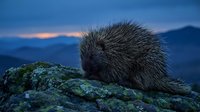 Porcupine sitting on mossy rock during twilight hour with mountain landscape background in natural wildlife habitat.