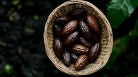 Fresh cacao pods harvested and gathered in traditional woven basket viewed from above, showing rich brown color and natural texture against dark background.