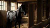 Dark bay horse standing in rustic wooden stable with natural sunlight streaming through windows creating warm atmospheric lighting for equestrian themes.