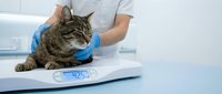 Veterinarian in blue gloves weighing tabby cat on digital scale during medical examination and health checkup at clinic.