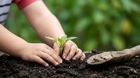 Child hands gently protecting young green plant seedling growing in rich dark soil outdoors in garden with natural bokeh background.