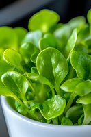 Fresh green corn salad leaves in white ceramic bowl, macro shot showing detailed texture and vibrant color. Natural organic microgreens for healthy eating.