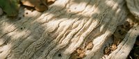 Weathered tree bark texture with natural cracks, grooves and aged patina, suitable for backgrounds, nature designs and organic material references.