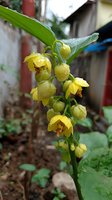 Yellow bell-shaped flowers with water droplets on stem growing in garden setting, showcasing delicate blooms and natural moisture.