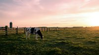 Holstein dairy cow grazing in pasture field at golden hour sunset with wooden fence and rural farmland landscape for agriculture and livestock concepts.