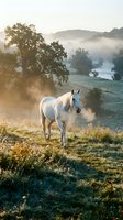 White horse standing in misty meadow at sunrise with river and trees in background. Serene rural landscape with golden light and fog for nature and equestrian projects.