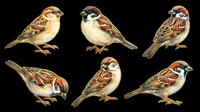 Sparrow birds collection isolated on transparent background, ready for t-shirt design, clipart, stickers, sublimation and print-on-demand projects.