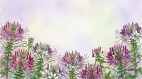 Purple cleome spider flowers blooming in garden border with soft watercolor background for botanical illustrations and floral design projects.