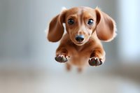 Playful brown Dachshund puppy jumping in mid-air with floppy ears and bright blue eyes against blurred background, capturing joyful pet movement.