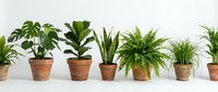 Collection of green tropical houseplants in terracotta pots arranged in a row on white background, isolated for home decor and interior design use.