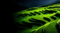 Dramatic terraced rice fields cascade down mountainside with vibrant green crops creating stunning agricultural landscape patterns in natural lighting.