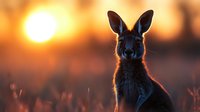 Kangaroo silhouette at golden sunset in Australian outback wilderness with warm orange sky and natural lighting for wildlife photography projects.